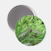 Crane Fly Magnet (Voorkant / Achterkant)