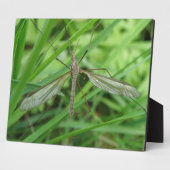 Crane Fly Plaque Fotoplaat (Zijkant)