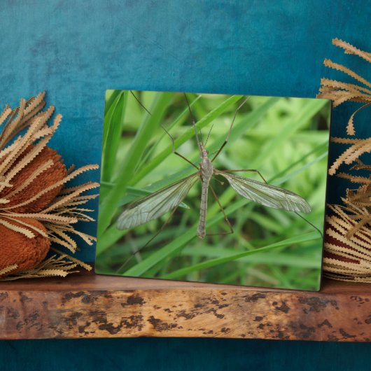 Crane Fly Plaque Fotoplaat (Zijkant)