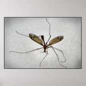 Crane Fly Poster (Voorkant)