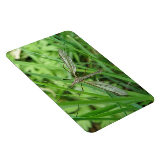 Crane Fly Premium Magnet Magneet (Rechterzijde)
