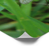 Crane Fly Print (Hoek)