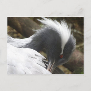Crane Sluit DIY-Briefkaart af Briefkaart