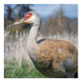 Crane View Foto Afdruk