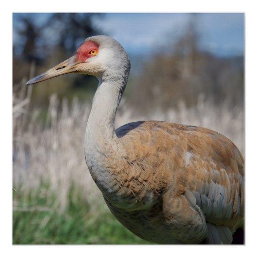 Crane View Perfect Poster (Voorkant)