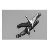 Cranes Foto Afdruk (Voorkant)