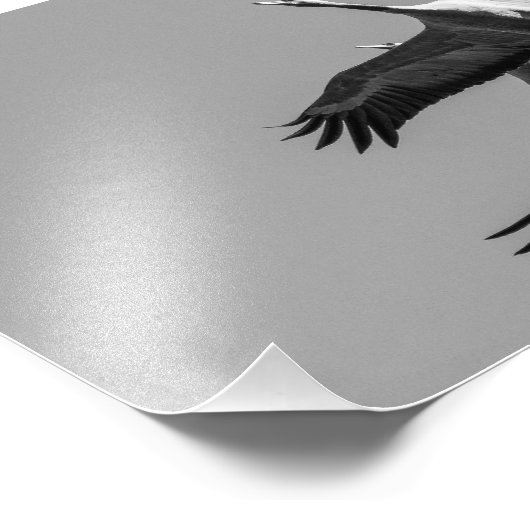 Cranes Foto Afdruk (Hoek)