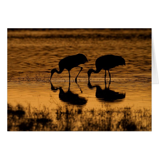 Cranes Silhoueted by the Sunset (Voorkant Horizontaal)