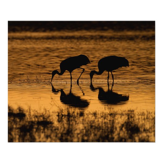 Cranes Silhoueted by the Sunset Foto Afdruk (Voorkant)