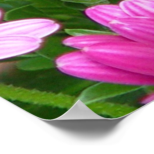 Cranesbill Geranium (roze bloemen) Afdruk/Poster Poster (Hoek)