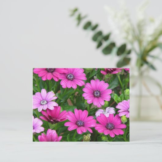 Cranesbill Geranium (roze bloemen) Briefkaart (Staand voorkant)