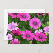 Cranesbill Geranium (roze bloemen) Briefkaart (Voorkant / Achterkant)