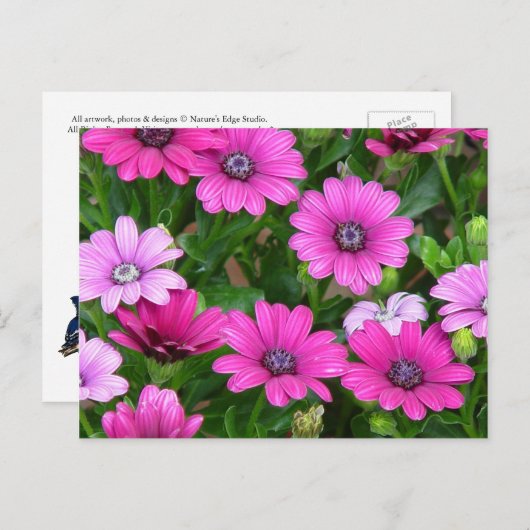 Cranesbill Geranium (roze bloemen) Briefkaart (Voorkant / Achterkant)