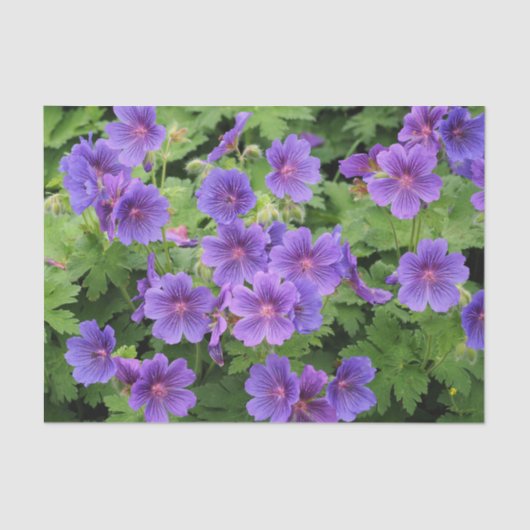 Cranesbill Geranium Tissue Paper Tissuepapier (Voorkant)