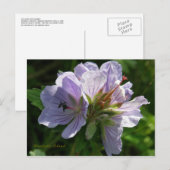 Cranesbill Geraniums, Unalaska Island Briefkaart (Voorkant / Achterkant)