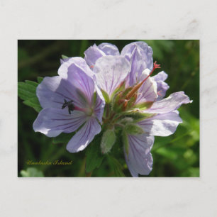 Cranesbill Geraniums, Unalaska Island Briefkaart