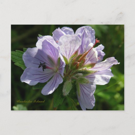 Cranesbill Geraniums, Unalaska Island Briefkaart (Voorkant)
