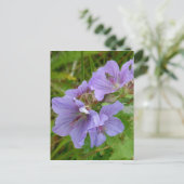 Cranesbill Geraniums, Unalaska Island Briefkaart (Staand voorkant)