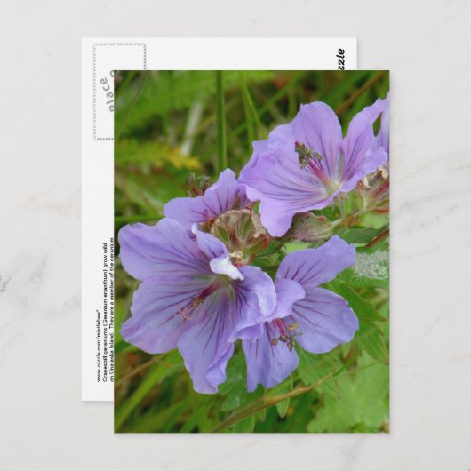 Cranesbill Geraniums, Unalaska Island Briefkaart (Voorkant / Achterkant)