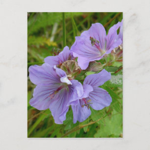 Cranesbill Geraniums, Unalaska Island Briefkaart