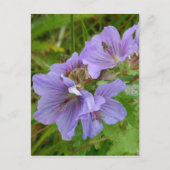 Cranesbill Geraniums, Unalaska Island Briefkaart (Voorkant)