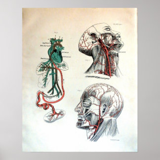 Craniaal circuleersysteem poster
