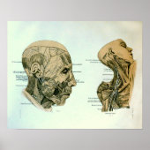 Cranial Nerves Poster (Voorkant)