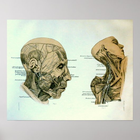 Cranial Nerves Poster (Voorkant)