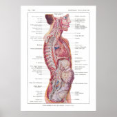 Craniale en Viscerale Nerves Anatomie Poster Frans (Voorkant)