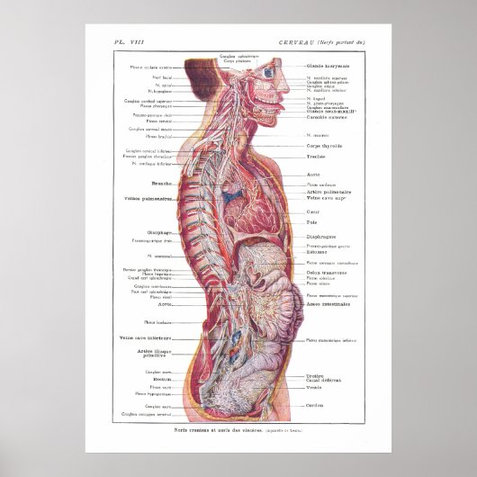 Craniale en Viscerale Nerves Anatomie Poster Frans (Voorkant)