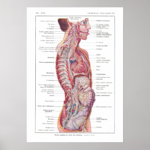 Craniale en Viscerale Nerves Anatomie Poster Frans
