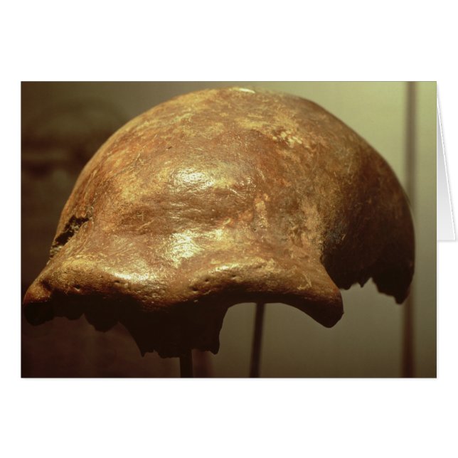 Cranium van een Neanderthaler (Voorkant Horizontaal)