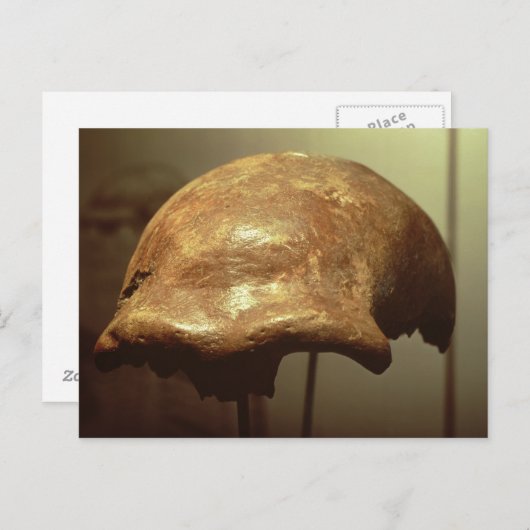 Cranium van een Neanderthaler Briefkaart (Voorkant / Achterkant)