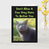 Cranky Cat Humorous Birthday Kaart (Gele Bloem)