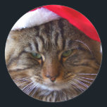 Cranky Christmas Cat Stickers<br><div class="desc">"Kerstmis maakt me chagrijnig." Met onze Maine Coon kat Sassy,  gefotografeerd door Allyson Johnson.</div>