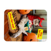 Cranky Devil Cat Magneet (Horizontaal)