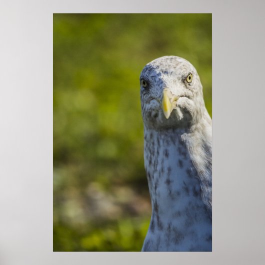Cranky Old Seagull (voeg je eigen tekst toe) Poster (Voorkant)