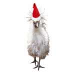 Cranky Silkie Bantam Chicken Santa Hat Kerstmis Staand Fotobeeldje<br><div class="desc">Ken je iemand die met kerst te gek wordt? Dan is deze griezelige Silkie Chicken voor hen.</div>