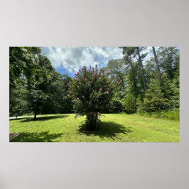 Crape Myrtle Struik, Poster