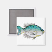 Crappie Magneet (Voorkant / Achterkant)