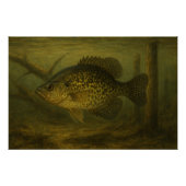Crappie Poster (Voorkant)