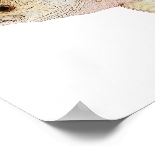 Crappie Poster (Hoek)