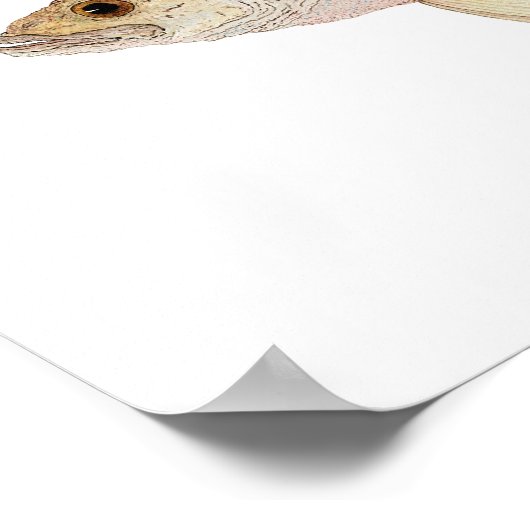 Crappie Poster (Hoek)