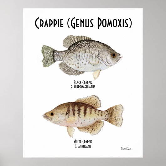 Crappie Poster (Voorkant)