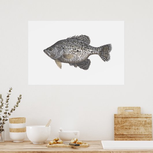 Crappie Poster (Keuken)