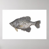 Crappie Poster (Voorkant)