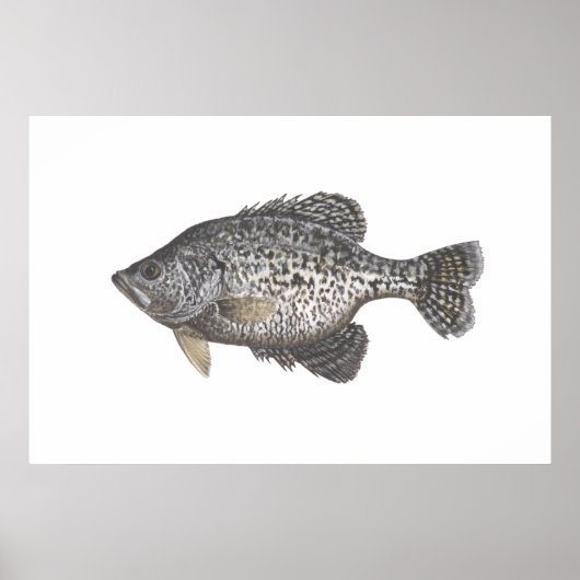 Crappie Poster (Voorkant)