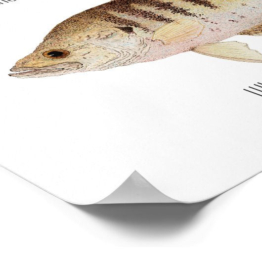 Crappie Poster (Hoek)