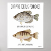 Crappie Poster (Voorkant)
