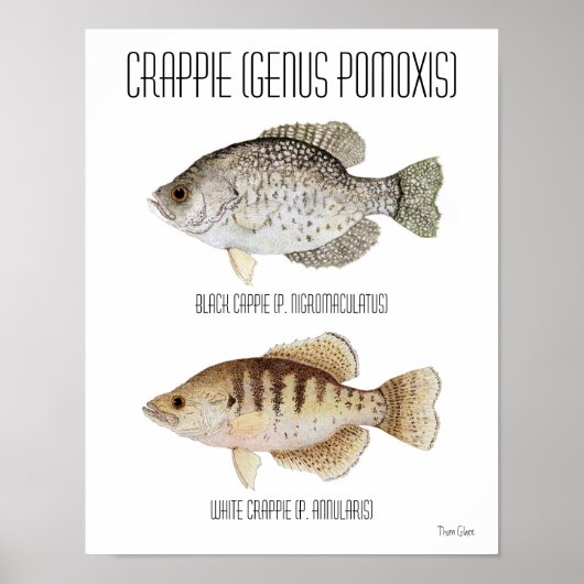 Crappie Poster (Voorkant)